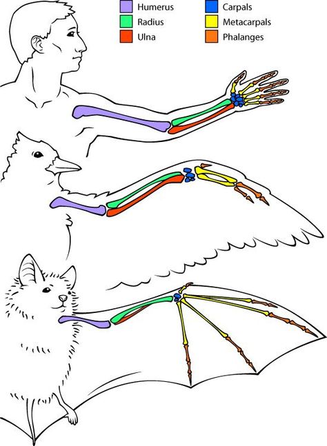 Wing Anatomy, A Level Biology, Maluchy Montessori, Biology Classroom, Biology Lessons, Teaching Biology, Výtvarné Reference, Animal Science, Bird Wings