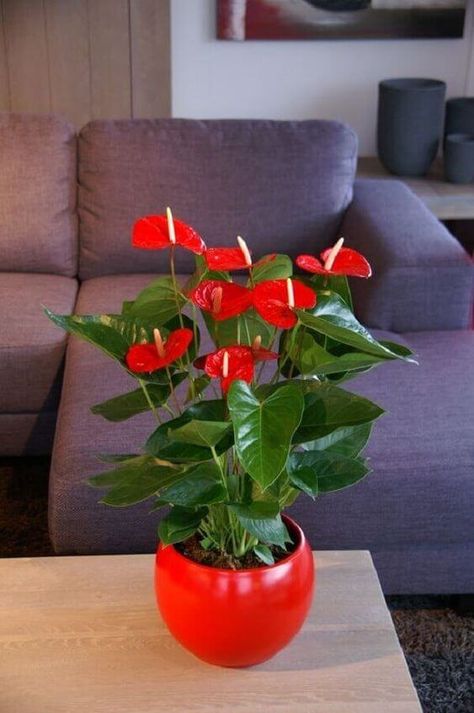 Low Maintenance Indoor Plants, Anthurium Plant, Porch Plants, Indoor Flowering Plants, نباتات منزلية, Trendy Plants, Plant Stands Outdoor, Modern Plant Stand, Garden Plant Pots