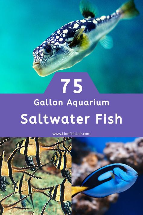 Here is our list of the best and most beautiful fish for a 75 gallon saltwater aquarium. Saltwater Fish Tank, 75 Gallon Aquarium, Fish List, Saltwater Aquarium Fish, Saltwater Fish Tanks, Salt Water Fish, Saltwater Fish, Saltwater Tank, Reef Tank