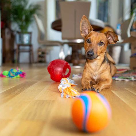 The 14 Best Puzzle Toys for Bored Dogs Bored Dog, Dog Puzzle Toys, Puppy Teething, Clever Dog, Best Dog Toys, Smart Toys, Dog Games, Dog Puzzles, Dog Brain