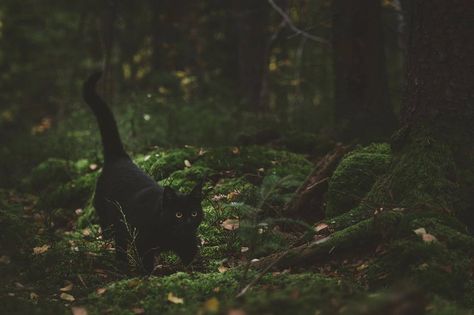 johanna_egemar• Cat In Forest Aesthetic, Forest Witch Aesthetic, Green Witch Aesthetic, Dark Naturalism, Black Cat Aesthetic, Forest Aesthetic, Dark Witch, Dark Green Aesthetic, Slytherin Aesthetic