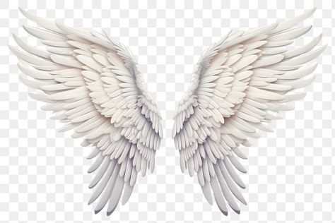 Wing Anatomy, Png Angel, Angel Png, Angel Wings Png, Moodboard Images, Wings Png, Angel Wings Art, Paper Feathers, White Angel Wings