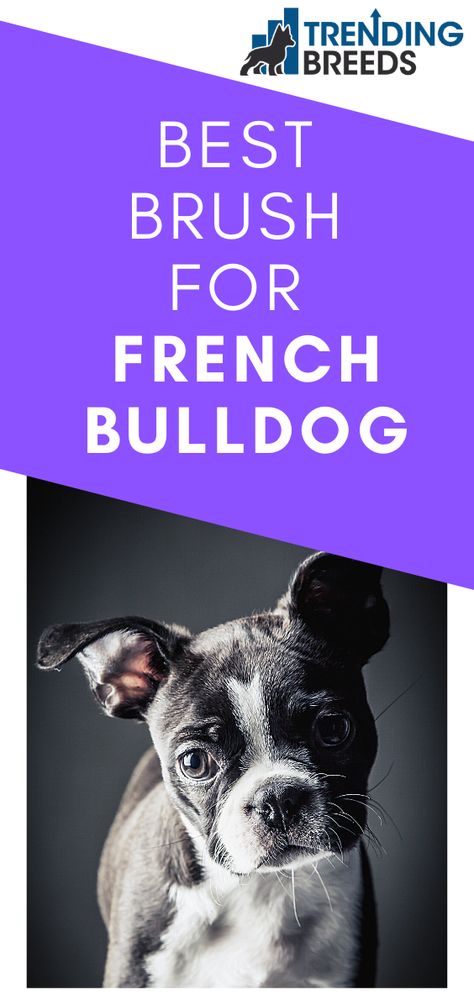 All dogs will require different levels of grooming, but in terms of brushing, you only really need to brush your French Bulldog around once a week. There are a few different types of brushes that are perfect for the job; you just need to find the right one first. Brushing your Frenchie’s fur is one of the easiest parts of grooming that there is, but finding the best brush can prove to be a more difficult task. French Bulldog Training Tips, French Bulldog Puppy Feeding Schedule, Frenchie Must Haves, French Bulldog Care Tips, Types Of Brushes, French Bulldog Care Products, Puppy Grooming, Grooming Style, Dog Brushing