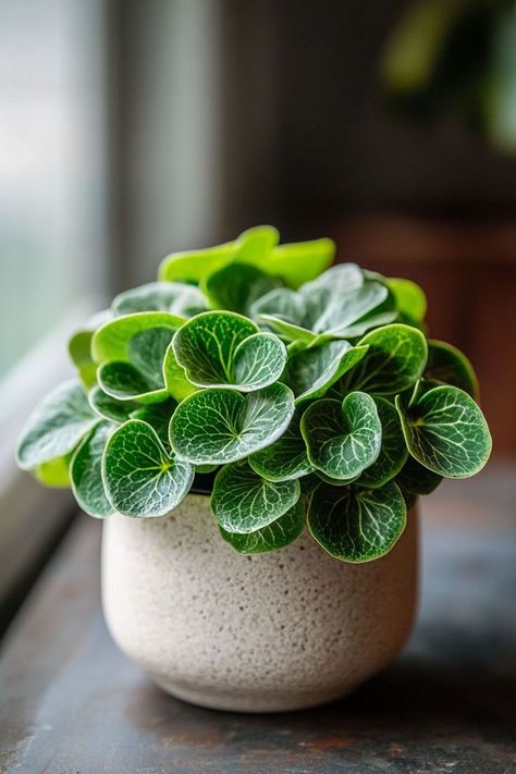 Peperomia is a charming and versatile choice for any indoor garden! 🌿🏡 Known for its unique foliage and compact growth, this plant is a delightful blend of beauty and low maintenance. Perfect for brightening up small spaces and adding a touch of greenery, Peperomia is easy to care for and bursting with visual appeal. Indulge in this stylish twist on houseplants today! 🌱✨ #Peperomia #Houseplants #IndoorGarden #GreenLiving Houseplant Decor, Botanical Images, Houseplants Decor, Vertical Garden Plants, Plant Vegetables, Light Pants, Tattoo Plant, Houseplants Low Light, Peperomia Plant