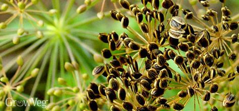 Preserving Dill, Harvest Dill, Growing Dill, Grow Dill, Harvesting Garden, Seed Clusters, How To Grow Dill, Dill Seeds, Windowsill Herb Garden