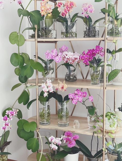 How To Grow Orchids, Grow Orchids, Dorm Aesthetic, Diy Backyard Fence, Orchids In Water, Orchid Vase, Indoor Orchids, Orchid Plant Care, Orchid Flower Arrangements