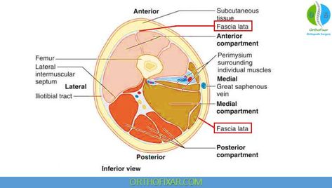 Fascia Lata of The Thigh Thoracolumbar Fascia, Tensor Fasciae Latae Stretches, Abductor Pollicis Longus, What Is Plantar Fascia, Tensor Fasciae Latae, Infratemporal Fossa Anatomy, Fascia Lata, Subcutaneous Tissue, The Outer Limits