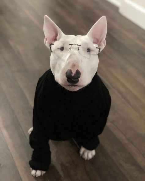 Bull Terrier Funny, Goofy Dog, Hound Puppies, English Bull Terriers, Food Nutrition, Caught On Camera, Man Down, Smart Dog, Silly Dogs