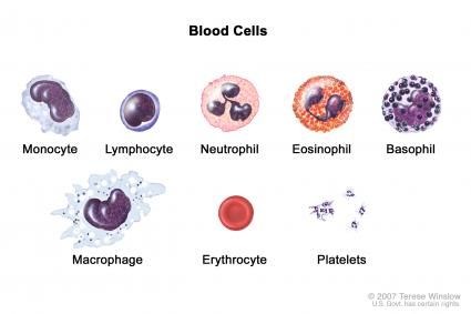 Types Of Blood Cells, Blood Components, Arteries And Veins, Medical Laboratory Science, Med Tech, Phlebotomy, Biology Notes, Medical Laboratory, White Blood Cells