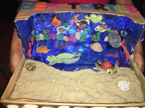 Giselles sea turtle diorama!! Kinder project !!! Sea Turtle Habitat Diorama, Sea Turtle Diorama, Turtle Diorama, Habitat Diorama, Habitat Project, Ocean Diorama, Ecosystems Projects, Habitats Projects, Ocean Projects