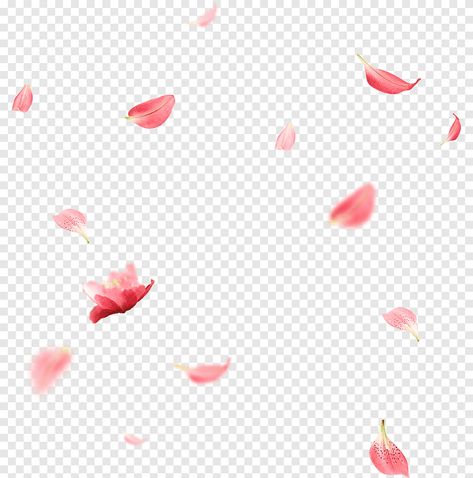 Sakura Petals Png, Falling Flower Petals, Flower Falling, Rose Petals Falling, Pink Flower Petals, Petals Falling, Autumn Confetti, Falling Petals, Pink Illustration