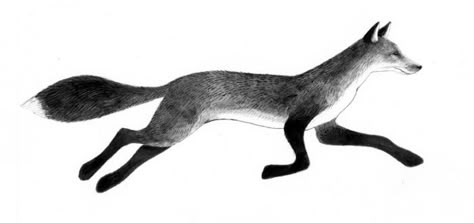 Fox Tattoo Black And White, In The Snow Pictures, Nugget Tattoo, White Foxes, Red Fox Tattoos, Olive Tattoo, Running Drawing, Fox In Snow, Running Illustration