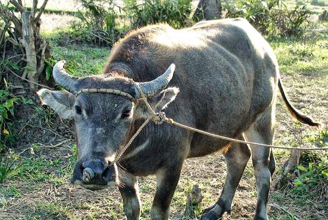 Carabao.. | I took a picture of this when I was at Batangas.… | Flickr Carabao Painting, Carabao Cartoon, Bakongo Cosmogram, Bongo Animal, Ginataang Hipon At Kalabasa, Philippine Art, Water Buffalo, Sleeves Ideas, Good Times