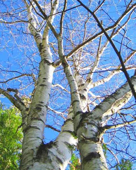 Birch Tree Branches, Tree Types, Tree Pictures, Birch Branches, Birch Trees, Painting Inspo, Birch Tree, Birds Eye, Pictures To Paint