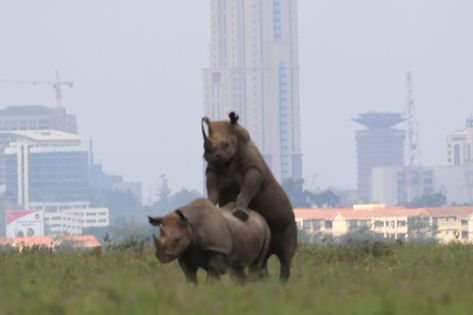 Mating Of Animals, Rhino Skyscraper, Rhino Architecture, Nairobi National Park, Rhino Facts, Sumatran Rhino, Bwindi Impenetrable National Park, Rhinos, Nairobi