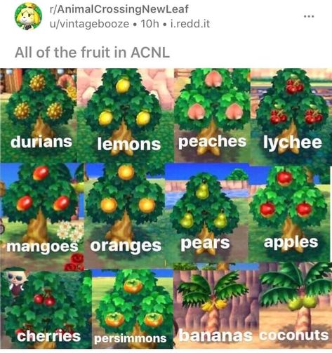 Mouse (@FaodailFind) / Twitter Fruit Outfits, Perfect Peach, Types Of Fruit, All Fruits, Banana Coconut, Just Imagine, Pink Peach, New Leaf, Fruit Trees