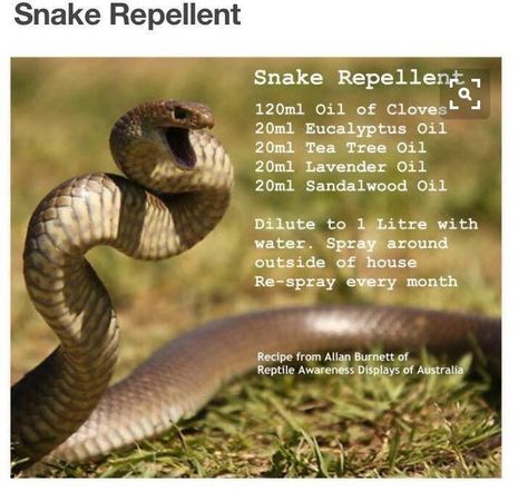 Unwanted snakes? Try this quick and easy recipe for snake repellant and bid them farewell! Snake Repellant Plants, Snake Recipe, Snake Repellant, Snake Repellent, Natural Repellent, Flea Prevention, Sandalwood Oil, Bug Repellent, Crochet And Knitting