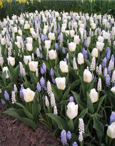 Bulbs Garden Design, Plantas Bonsai, Tulips Garden, Rustic Flower, Garden Spring, Longwood Gardens, Garden Bulbs, Garden Types, Spring Bulbs