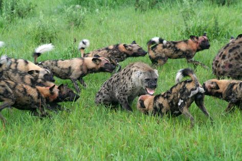 Brown Hyena, Nature Documentary, Animal Crafts Preschool, Spotted Hyena, Nat Geo Wild, Dog Cover, Wild Dog, Dog Attack, African Wild Dog