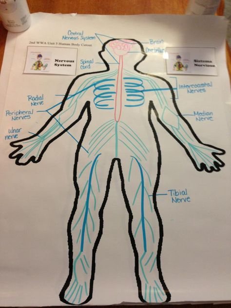 nervous system,jj Nervous System Projects Ideas, Nervous System Projects, Body Systems Project, Human Body System, Nervous System Activities, Social Tips, Human Body Projects, Sixth Grade Science, Human Body Science