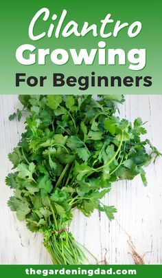 Cilantro Growing Tips, Growing Cilantro Outdoors, Cilantro Growing, Cilantro From Seed, Grow Cilantro Indoors, Growing Herbs Outdoors, How To Grow Cilantro, Grow Cilantro, Cilantro Plant