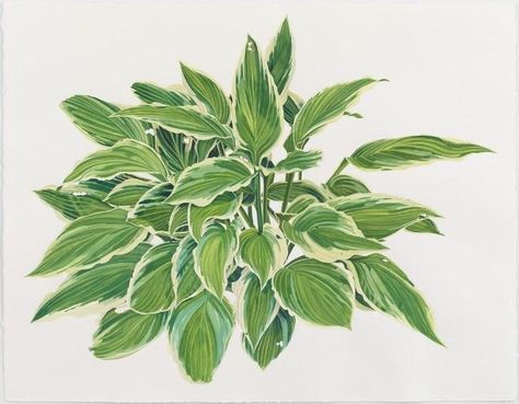 Jessica Rohrer Hosta 1 Jessica Rohrer, Stylized Portraits, Cottage Illustration, Fern Tattoo, Leg Sleeve, La Source, Painted Leaves, Photorealism, Watercolor Ideas