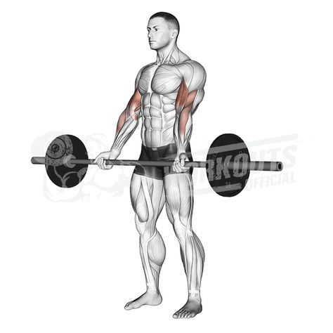 Exercises | Workouts Official Best Biceps, Seated Leg Curl, Barbell Deadlift, Single Leg Deadlift, Bodybuilding Workout, Workout Chart, Biceps Workout, Workout Plans, Trening Abs