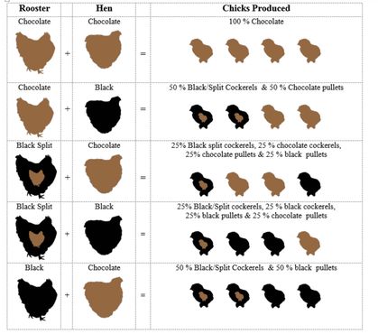 Orpington Color Breeding Chart | BackYard Chickens - Learn How to Raise Chickens Chicken Breeds Chart, Chocolate Chicken, Buff Orpington, Chicken Coloring, How To Raise Chickens, Silkie Chickens, Black Chickens, Raise Chickens, Lab Puppy