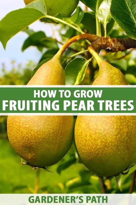 Want to enjoy our own supply of luscious, juicy pears from trees you planted yourself? Yes, please! Fruiting pear trees are easy to grow and they’ll produce a delicious bumper crop, year after year. Read our simple guide to growing pear trees now on Gardener’s Path. #growyourown #pears #gardenerspath Planting Pear Trees, How To Keep Pears From Turning Brown, How To Plant Pear Seeds, How To Grow A Pear Tree From Seed, Fruit Trees Backyard, Flowering Pear Tree, Pea Trellis, Fruit Trees In Containers, Growing Vegetables In Pots