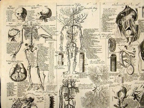 Ipad Wallpaper Anatomy, Ipad Wallpaper Medical, Ipad Wallpaper Medicine, Medical Art Wallpaper, Neurosurgeon Aesthetic Wallpaper, Anatomy Wallpaper Aesthetic, Medical Diagrams, Vintage Medical Art, Anatomy Wallpaper