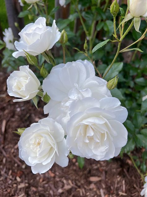 Hi friends I have been loving a new flower lately and I can’t wait to share everything I have learned about growing and caring for iceberg roses! Iceberg roses are one of the most popular and beloved types of roses in the world. As an avid gardener, I have always been drawn to their pristine... The post Ultimate Guide to Growing and Caring for Iceberg Roses appeared first on The Tattered Pew. White Rose Plant, Iceberg Climbing Rose, Iceberg Roses, Floribunda Roses, Shasta Daisies, Rose Plant, Wallpaper Flower, Types Of Roses, Growing Roses