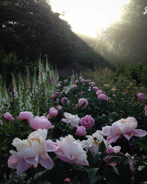 It's times like this when we wish Instagram had a smell feature! Beautiful shot by @beckycrowley_ 💕 #bhgflowers Gardening Photography, Paint Photography, Bloom Baby, Bloom Where You Are Planted, Elements Of Nature, Plant Combinations, Green Life, Garden Gates, Flower Field