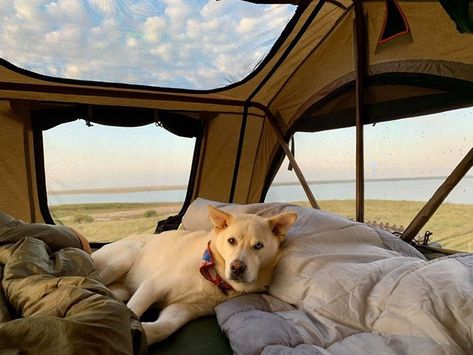 Roof Top Tent Camping, Rooftop Tent Camping, Camping With Dogs, Rooftop Tent, Solo Camping, Camping Vibes, Car Tent, Tent Awning, Roof Tent