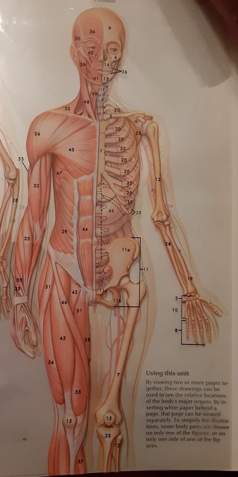 Skeleton And Muscles Anatomy, Skeleton Project, Skeleton Diagram, Muscle Reference, Skeleton Muscles, Muscle Diagram, Human Body Structure, Female Skeleton, Skin Anatomy