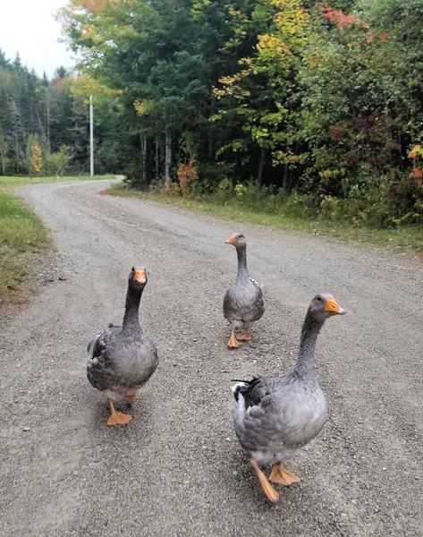 Pet Geese, Roosting Bars, Sebastopol Geese, Chickens And Ducks, Goose House, Goose Eggs, Backyard Chicken Farming, Duck House, Coops Diy