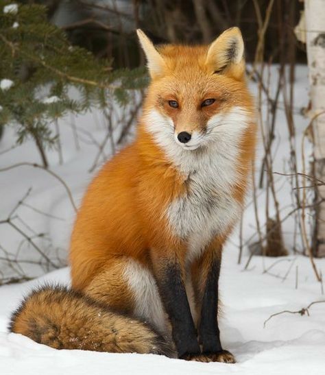 Comedy Wildlife Photography, Funniest Photos, Fox Pictures, Photography Contest, Photography Awards, Red Fox, Wildlife Photography, Fox, High Quality