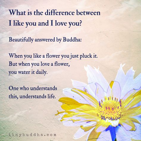 Visit http://tinybuddha.com for more inspiration! Difference Between Like And Love, Buddha Thoughts, Tiny Buddha, Little Buddha, Weird Words, Buddha Quote, Buddha Quotes, A Day In Life, Gratitude Quotes