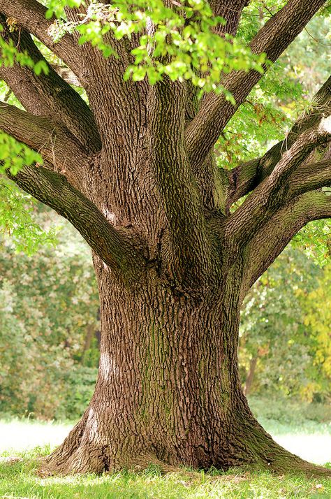 Trunk Close-up Of Old Oak Tree In Late Photograph by Sieboldianus Weird Trees, Blur Photo Background, Old Oak Tree, Old Tree, Old Trees, Tree Trunks, Unique Trees, Tree Photography, Tree Care