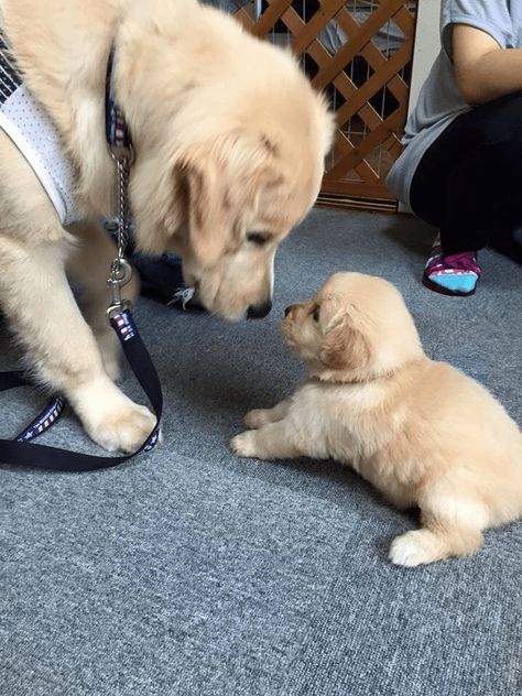 Golden Retriever Mix, 강아지 그림, Pet Boutique, Cute Little Puppies, Dogs Puppy, Cute Dogs And Puppies, Cute Animal Photos, Golden Retrievers