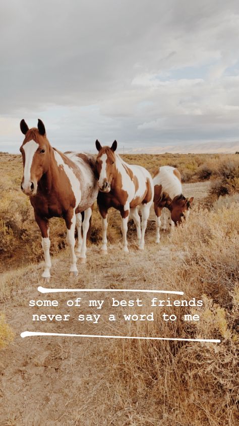 Farm Instagram Story, Horse Instagram Captions, Horse Captions Instagram, Horse Riding Captions For Instagram, Horse Ig Captions, Equestrian Captions Instagram, Horse Instagram Story, Horse Riding Instagram Story, Horse Phrases