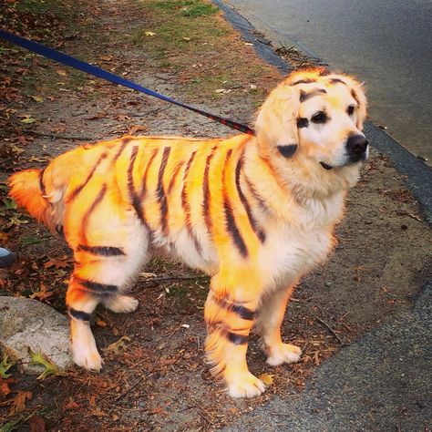 Happy Halloween from Brody the English Golden Retriever. Spray paint courtesy of PetPaint.com. Pet safe and he knew he looked fabulous! Golden Retriever Costume, Golden Retriever Halloween, Dog Dye, English Golden Retrievers, Halloween Costume Contest, Costume Contest, Cool Halloween Costumes, Dog Paintings, Pet Safe