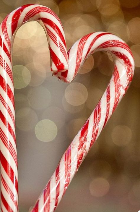 Romanticizing Christmas, Candy Canes Aesthetic, Legend Of The Candy Cane, Peppermint Forest, Candy Cane Legend, Christmas Gift Exchange Games, Black Rosary, Baby Ferrets, Happy Home Fairy