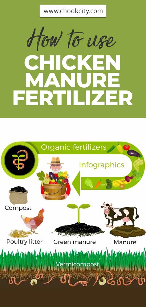 You can use chicken manure fertilizer in three ways:.. Let’s find out how.. . . . #ChookCity #Chicken #RaiseChickens #BackyardChickens #UrbanGarden #UrbanHomestead #Homestead #Gardening #ChickenLove #Chickenlife #FarmLife #Chickens #Womenwhofarm #Farming #ChickenManureFertilizer Chicken Manure Fertilizer, Chicken Fertilizer, Chicken Composting, Homemade Plant Fertilizer, Homegrown Vegetables, Chicken Facts, Mushroom Compost, Homestead Gardening, Backyard Animals