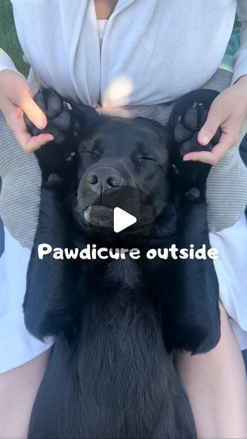 Funny Labradors, Dog Spa, Labrador Funny, Outside Dogs, Scary Dogs, Animal Videos, Dog Gifs, Animal Gifs, Labrador