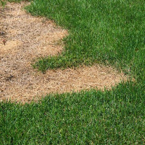 Dry grass can test the patience of any homeowner. Identifying the cause and following these simple steps can make dead grass disappear. Lawn Problems, Dog Friendly Backyard, Spring Lawn Care, Insect Activities, Bermuda Grass, Dog Urine, Lawn Fertilizer, Lawn Maintenance, Backyard Inspo