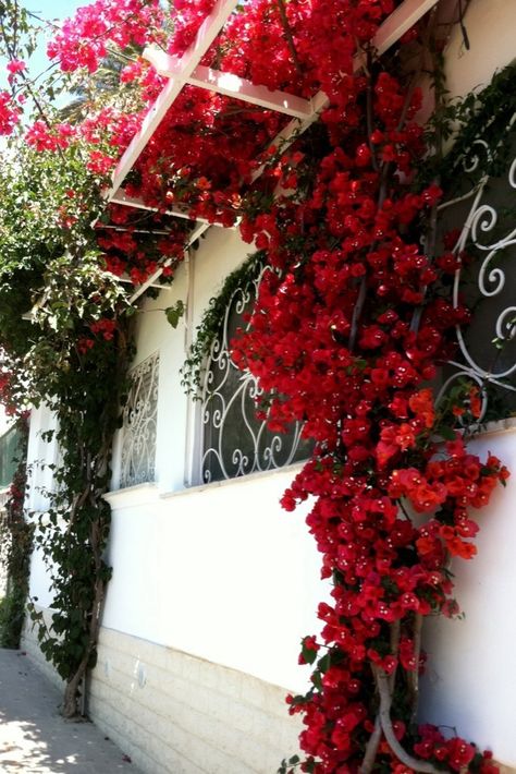 italy flowers | Bougainvillea in Capri on the Amalfi Coast Bougainvillea Trellis, Climbing Flowering Vines, Bougainvillea Tree, Vertical Garden Design, Patio Flowers, Patio Plants, Santa Rita, The Amalfi Coast, Flowering Vines