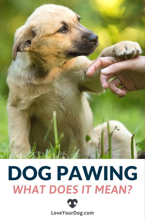 Dogs Training Tips, Where To Pet A Dog, Dog Information Tips, Dog Behavior Meaning, How To Clean Dog Paws, How To Teach Your Dog To Wipe His Paws, Stuff For Dogs, How To Get Your Dog To Come When Called, How To Teach Your Dog To Shake A Paw