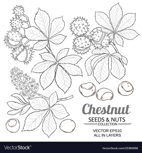 Horse Chestnut Leaves, Chestnut Flower, Branch Tattoo, Branch Vector, Plant Vector, Rose Frame, Chestnut Horse, Subtle Tattoos, Daily Drawing