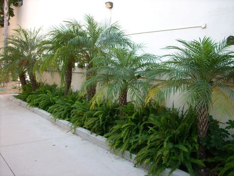 Pygmy Palm, Pygmy Date Palm, Phoenix Roebelenii, King Palm, Date Palms, Palm Trees Landscaping, Small Garden Landscape, Garden Picture, Palm Garden