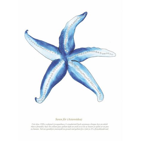 Starfish Watercolour Print SeaKisses Wall Art-SeaKisses Starfish Drawing, Plakat Design Inspiration, Starfish Art, Sea Life Art, Plakat Design, Large Framed Prints, Sea Art, Summer Wallpaper, Sealife